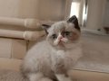 British Shorthair Erkek yavrular 