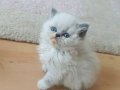 British Shorthair Erkek yavrular 