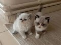 British Shorthair Erkek yavrular 