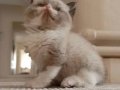 British Shorthair Erkek yavrular 