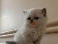 British Shorthair Erkek yavrular 