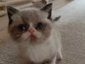 British Shorthair Erkek yavrular 