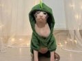 Çocuk Dostu 11 Aylık Erkek Sphynx