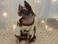 Çocuk Dostu 11 Aylık Erkek Sphynx