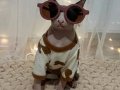 Çocuk Dostu 11 Aylık Erkek Sphynx