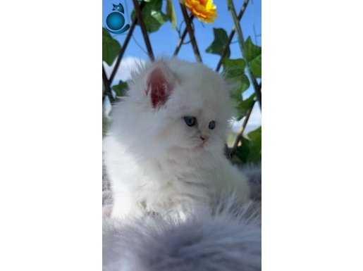 BRİTİSH LONGHAİR NY1233 FULL SECERE