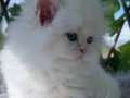 BRİTİSH LONGHAİR NY1233 FULL SECERE