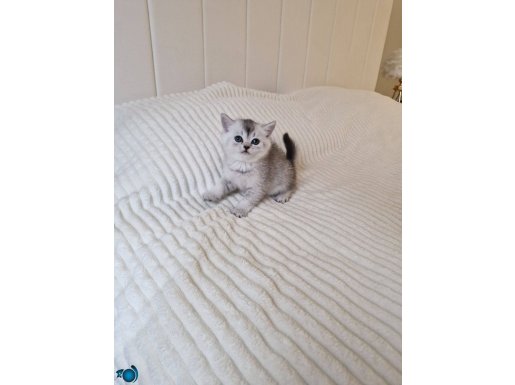 A++ Safkan Silver Shorthair Ve Longhair Bebekler Ankara