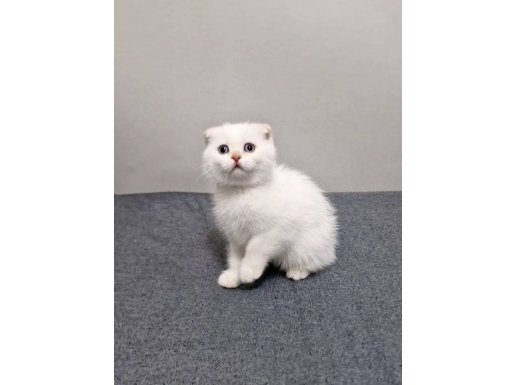 Safkan Scottish Fold Bebekler Ankara