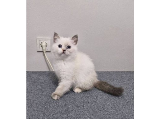 Brittish Shorthair Blue Point Dişi Ankara