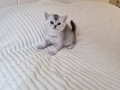 A++ Safkan Silver Shorthair Ve Longhair Bebekler Ankara