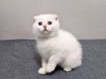 Safkan Scottish Fold Bebekler Ankara