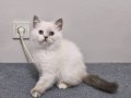 Brittish Shorthair Blue Point Dişi Ankara