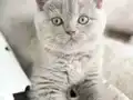 SEVGİ DOLU BRITISH LILIAC YAVRU KEDİ 
