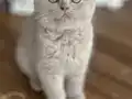 SEVGİ DOLU BRITISH LILIAC YAVRU KEDİ 