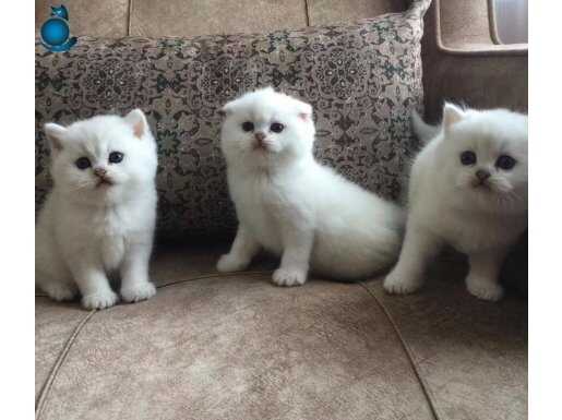 3 kardeş British yavrular kendi kedimiz petşop değiliz. 
