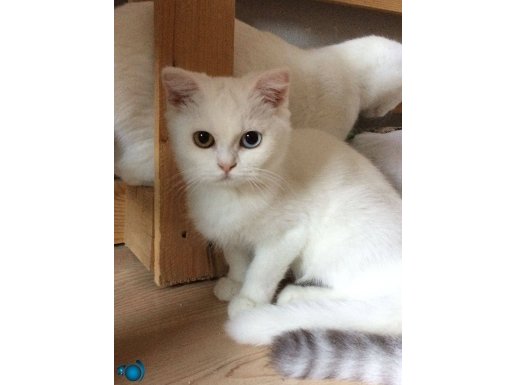 Kar beyazı pamuk gibi kardeşler eğitimliler. 