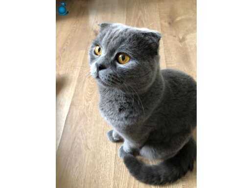 Hamilelik Sebebiyle Uygun Fiyata 1 Yaşında Scottish Fold
