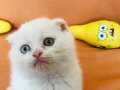 Scottish Fold