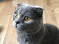 Hamilelik Sebebiyle Uygun Fiyata 1 Yaşında Scottish Fold