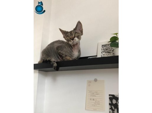 Erkek Devon Rex (Kısırlaştırılmış)