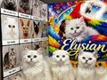 SAFKAN BEYAZ YEŞİL GÖZLÜ BRİTİSH YAVRULARI 