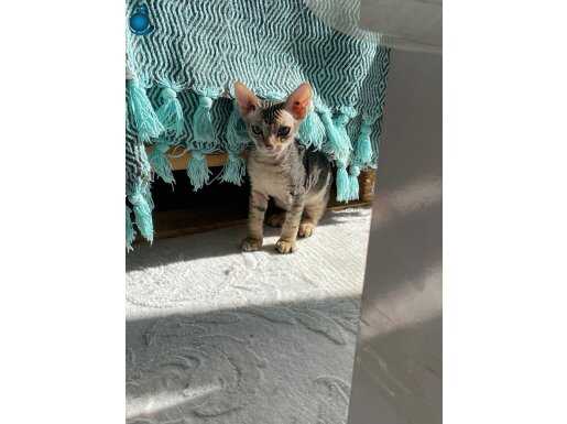 NADİR BULUNAN DEVON REX YAVRUMUZ