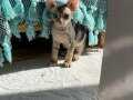 NADİR BULUNAN DEVON REX YAVRUMUZ