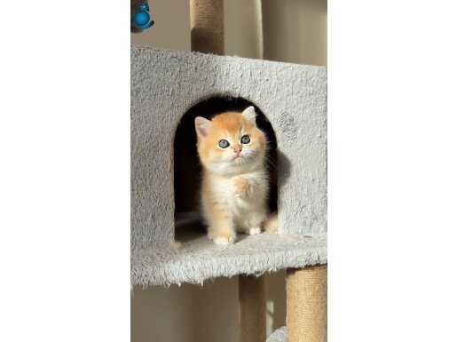 Başarılı Kan Hatlı Erkek