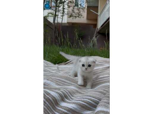 Safkan Scottish Fold