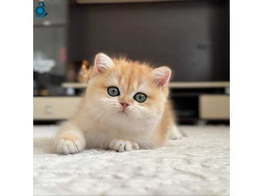 Şampiyon Kan Hatlı Kızımız