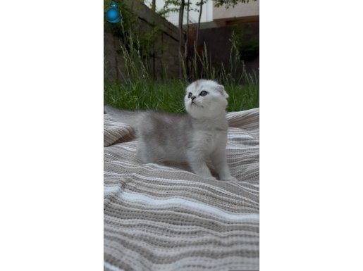 Safkan Scottish Fold
