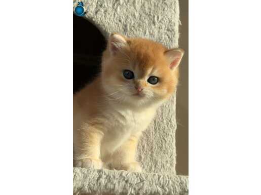 Şampiyon Kan Hatlı Straight Erkek