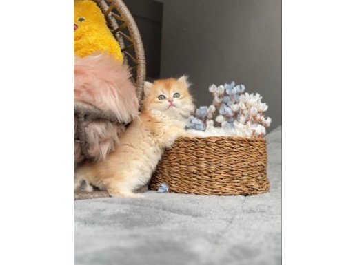 Safkan Golden Yakışıklı