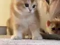 Başarılı Kan Hatlı Golden Erkek