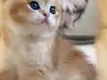 Başarılı Kan Hatlı Golden Erkek