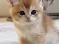 Başarılı Kan Hatlı Golden Erkek