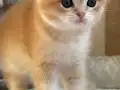 Başarılı Kan Hatlı Golden Erkek