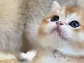Başarılı Kan Hatlı Golden Erkek