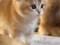 Başarılı Kan Hatlı Golden Erkek