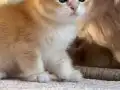 Başarılı Kan Hatlı Golden Erkek