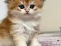 Şampiyon Annenin Harika Kızı
