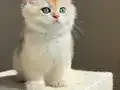Yarışma Standartlarında Golden Erkek