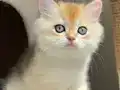 Yarışma Standartlarında Golden Erkek