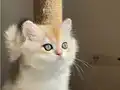 Yarışma Standartlarında Golden Erkek