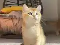 Golden Erkek