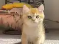 Golden Erkek