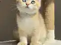 Golden Erkek