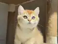Golden Erkek