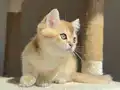 Golden Erkek